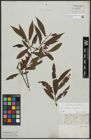 Foto von Salix alba L. x Salix fragilis L.